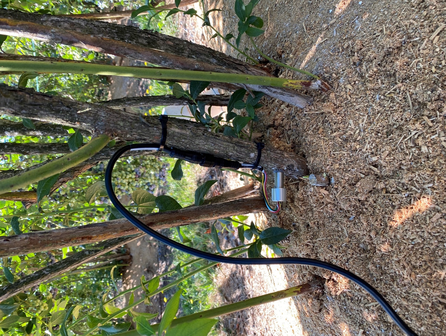 Blueberry sensor validation data