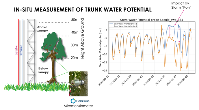 Douglas Fir sensor data