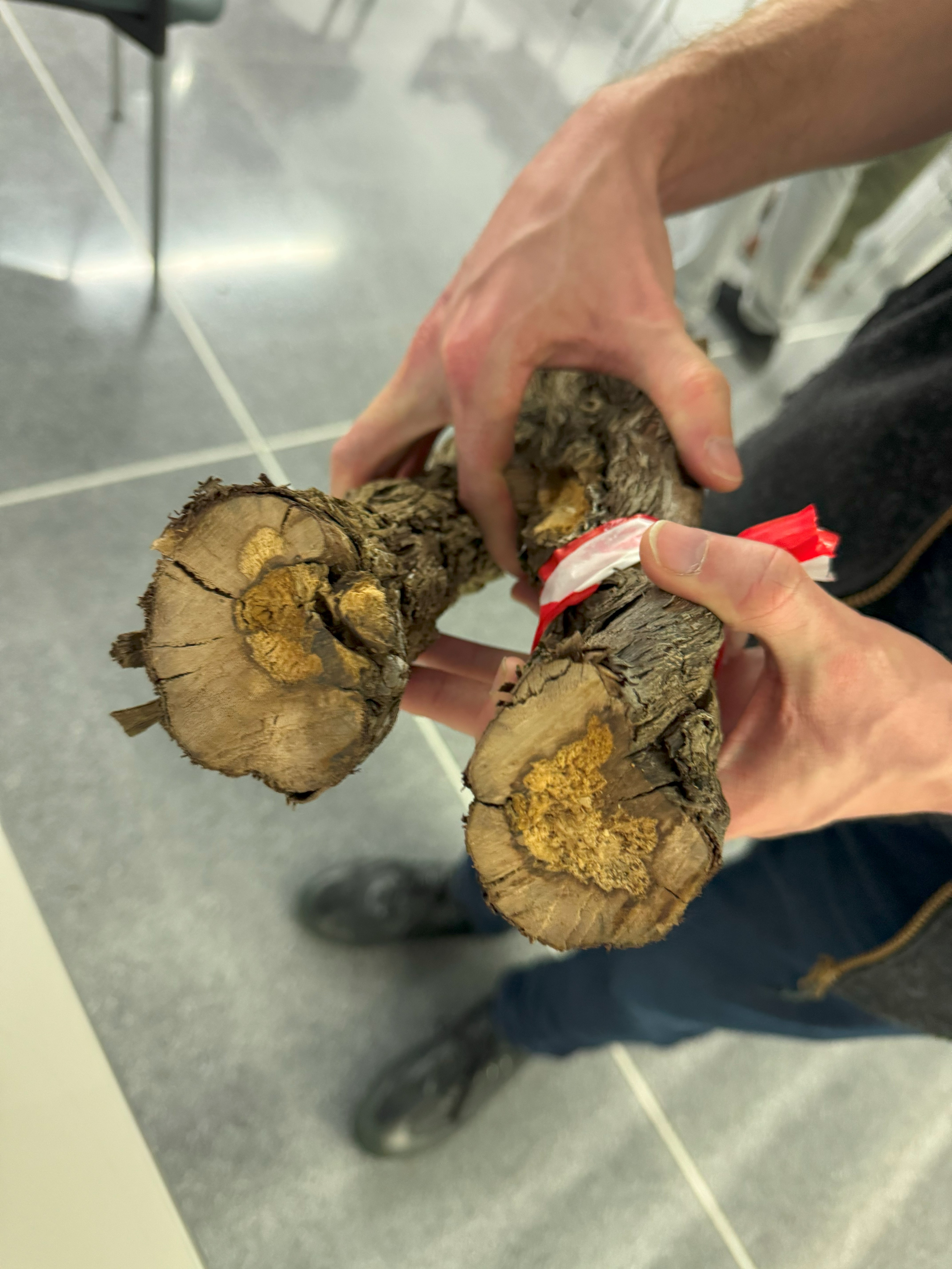 Trunk disease will prevent accurate SWP readings.