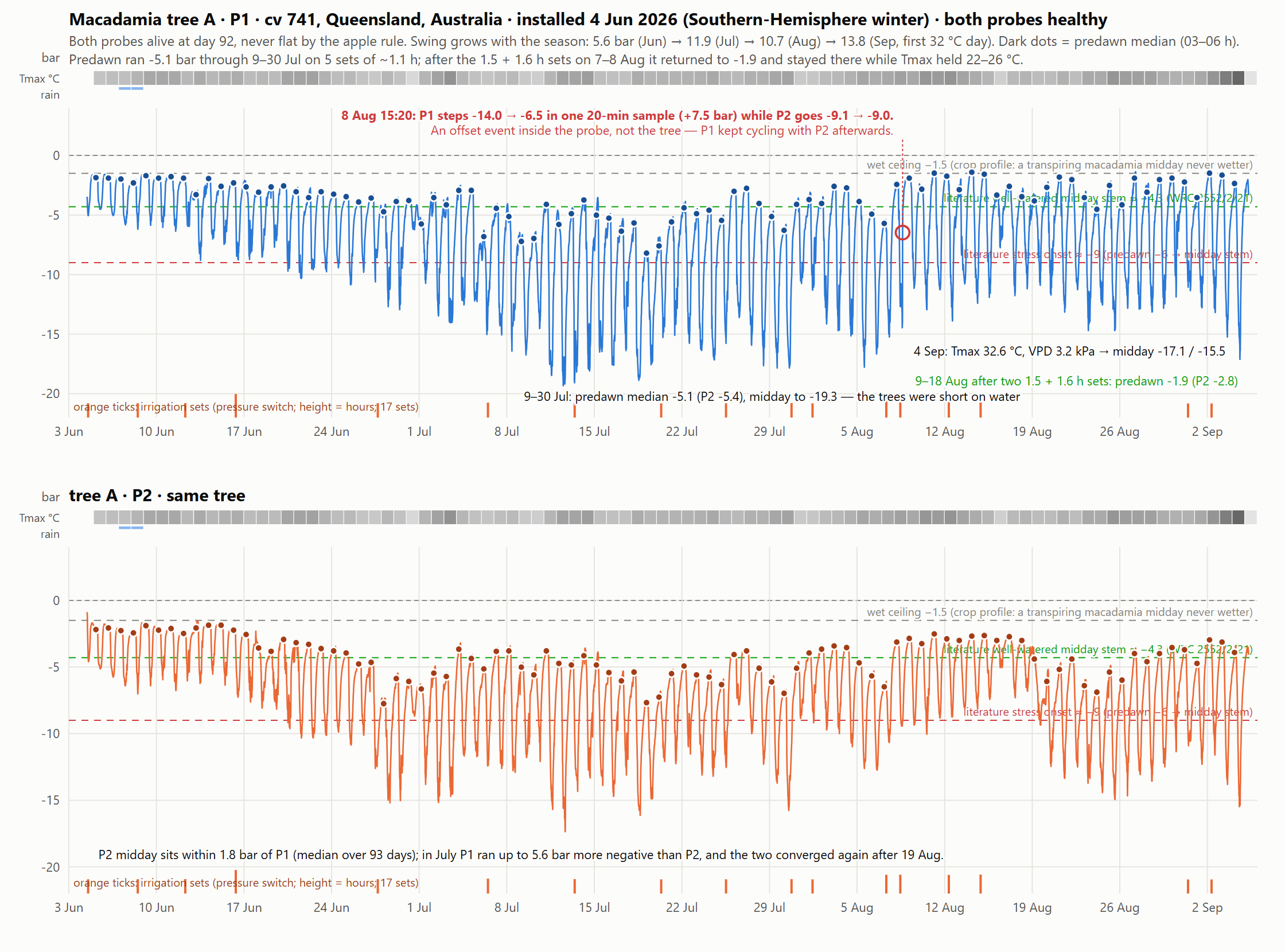 Tree A, cultivar 741, both probes, June to September 2026 (Southern-Hemisphere winter to spring). The daily swing grows with evaporative demand and the predawn (dark dots) recovers after the 7-8 August irrigation sets.