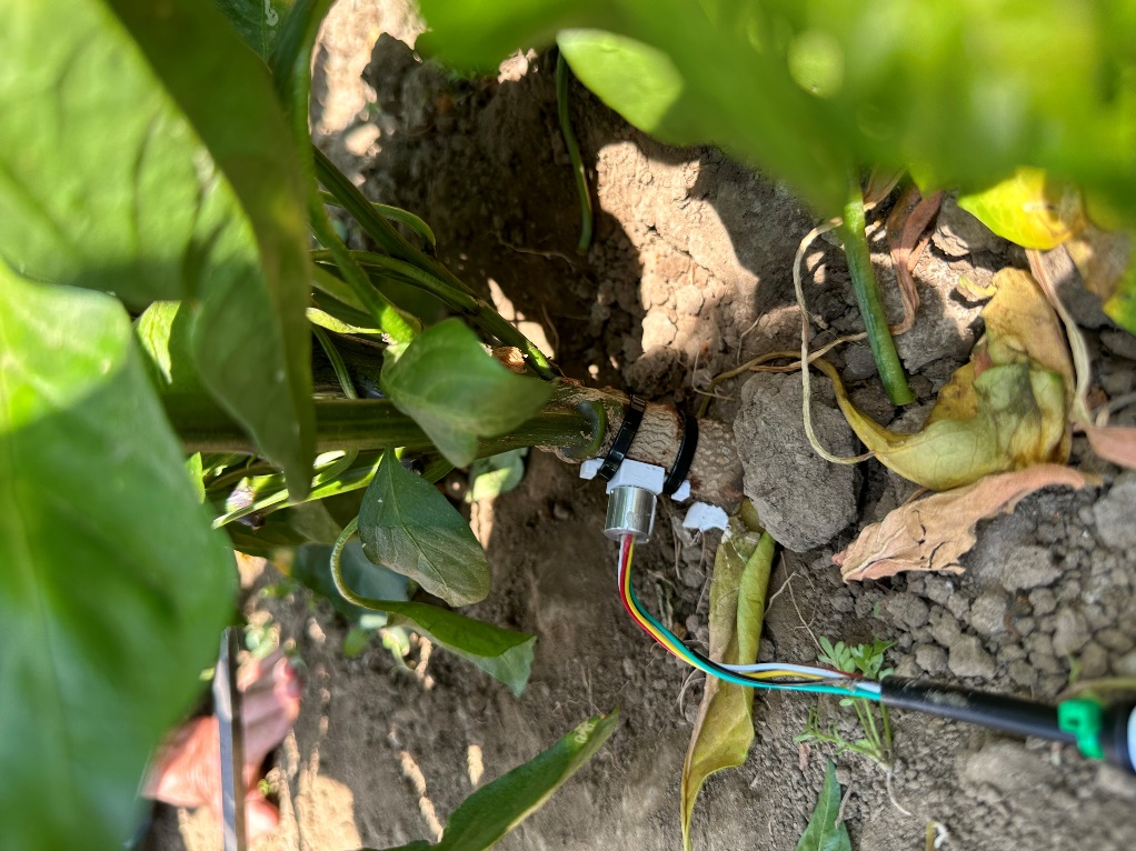 Bell pepper installation with 3D printed jig that holds the sleeve in place