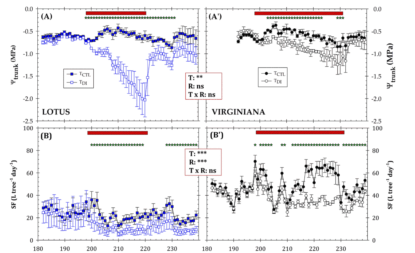 Continuous trunk water potential (top) and sap flow (bottom) through a summer deficit trial in ‘Rojo Brillante’ persimmon on D. lotus (left) and D. virginiana (right). Filled symbols: fully irrigated; open symbols: deficit irrigation. The red bar marks the stress period. From Conesa et al. 2026 (CC BY 4.0).