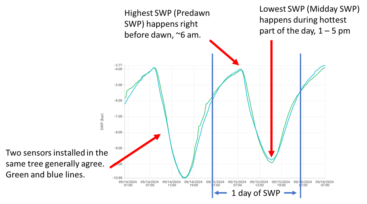 Example of 2 days of 24/7 SWP from two sensors in the same tree.