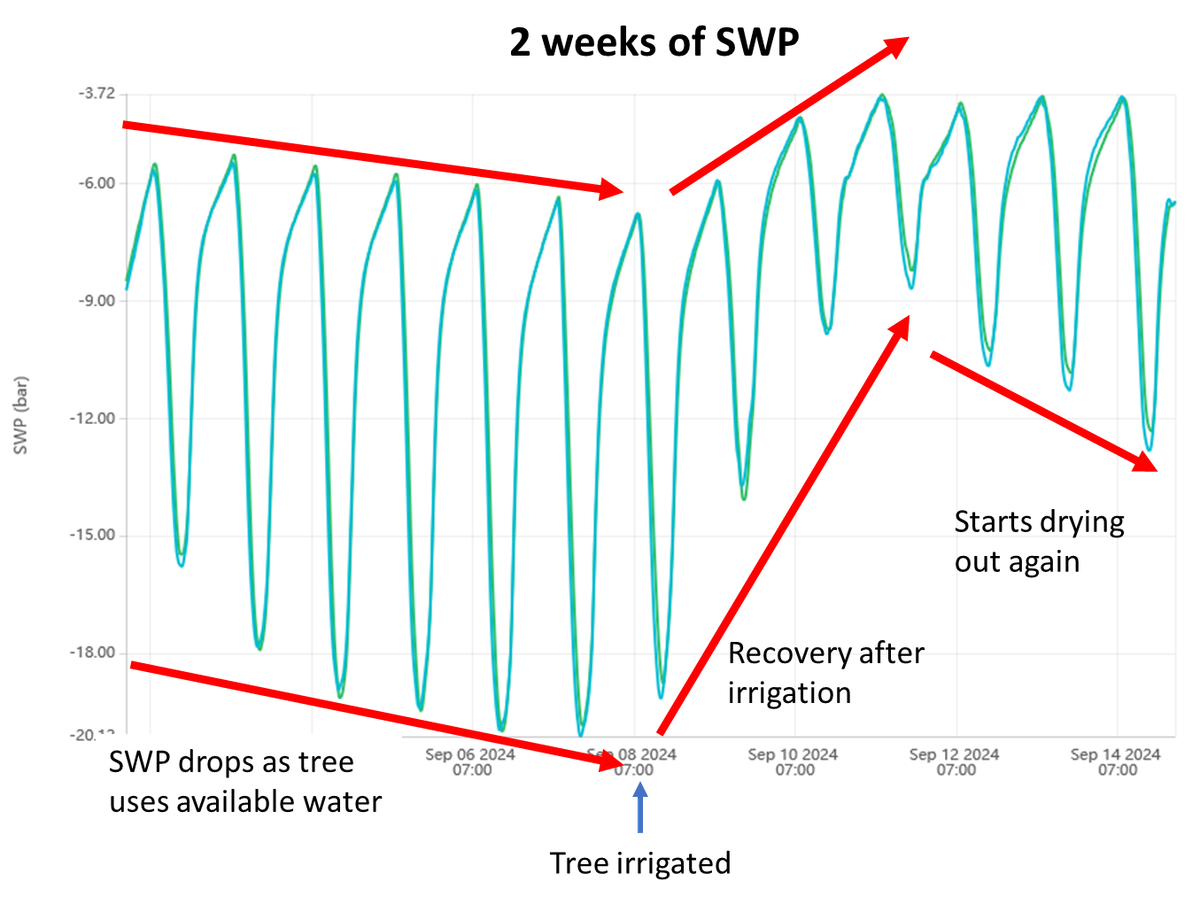 Example of 2 weeks of SWP showing drying and recovery with several irrigations.