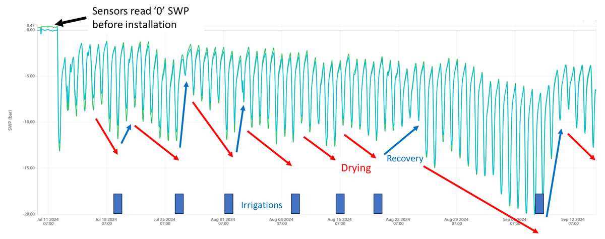 Example of 2 months of SWP with multiple irrigations and changing weather.