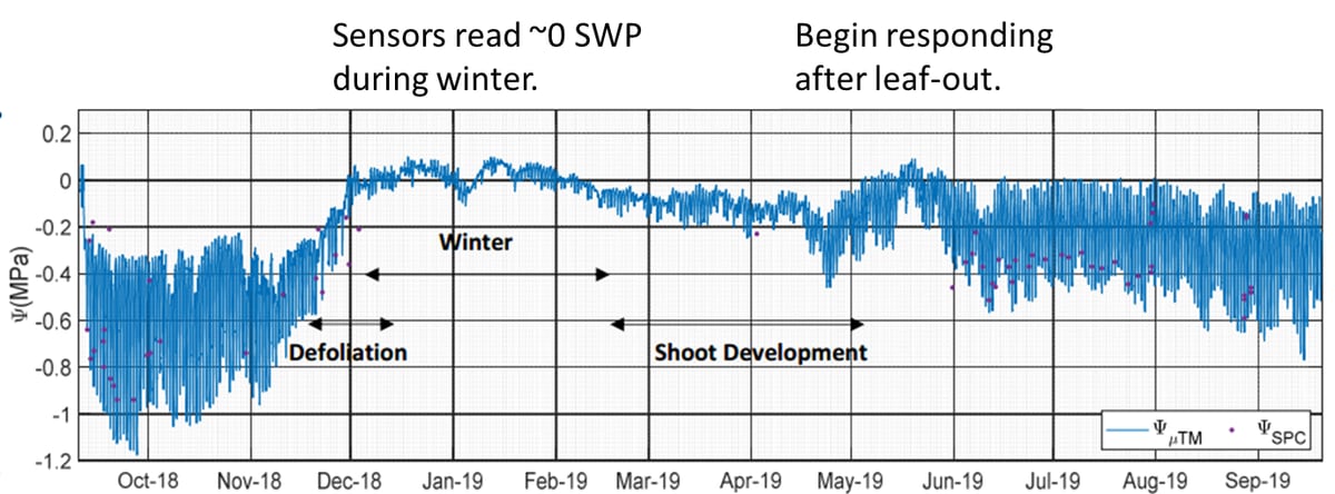 Example of a full year of SWP: winter, spring leaf out, and summer stress.