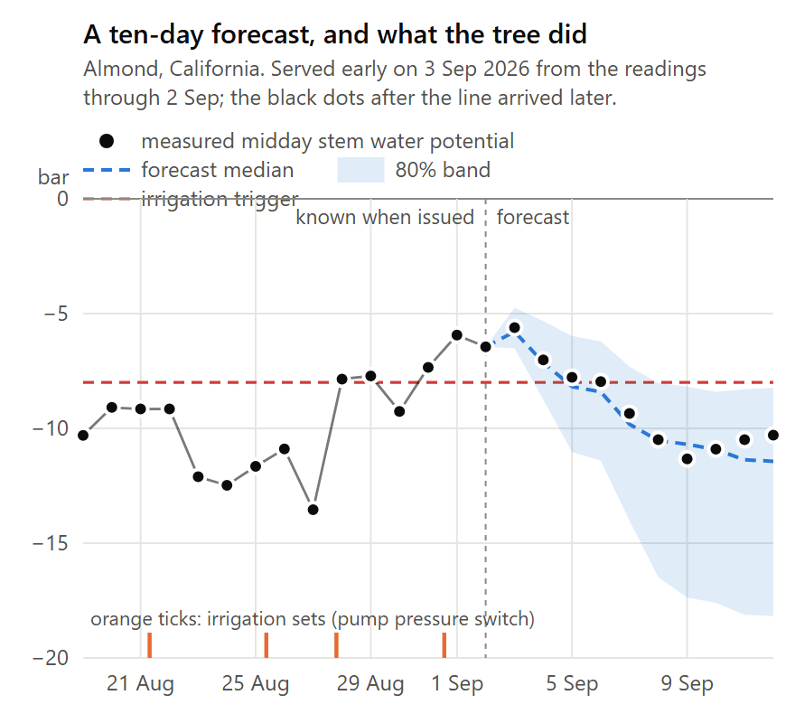 Midday stem water potential of an almond block over 25 days: measured middays as black dots, and from 2 September a dashed forecast median with a widening band that the following ten measured middays all fall inside; a red dashed irrigation trigger at −8 bar, which the median crosses on 5 September and the measurements on 6 to 7 September
