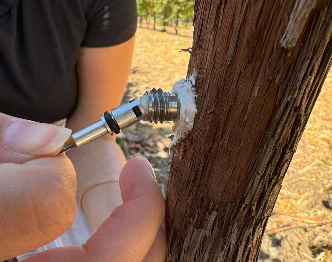 microtensiometer installation into grapevine
