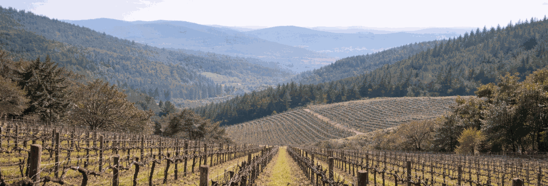 Early spring vineyard
