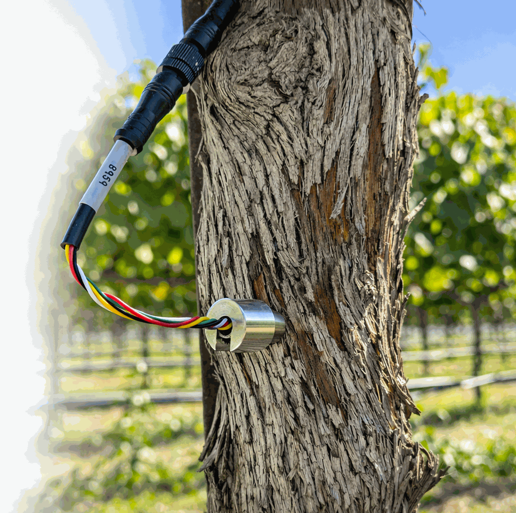 FloraPulse sensor in vine